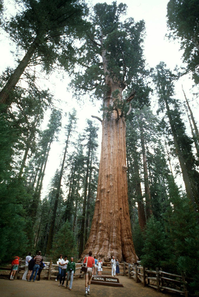  'President' là một trong những cây sequoia cổ thụ lớn nhất thế giới nằm trên sườn tuyết dãy núi Nevada, thuộc vườn quốc gia Sequoia (Mỹ)